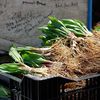 Is Ramps Mania Causing Ramps Shortage (Or Is That Hyped, Too?)